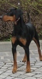 <span style="text-decoration: underline; font-style: italic; font-weight: bold;">21.8.2010</span>
Internationale Show in Leipzig (DE)
Judge Frau Helga Nagel (DE)
Duffyco's Samara
Champion class Ex1, CAC, CACIB, BOB, Sieger Leipzig 2010