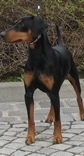 <span style="text-decoration: underline; font-style: italic; font-weight: bold;">22.8.2010</span>
Nationale Show in Leipzig (DE)
Judge Herr Hans Lange (DE)
Duffyco's Samara
Champion class Ex1, CAC, BOB