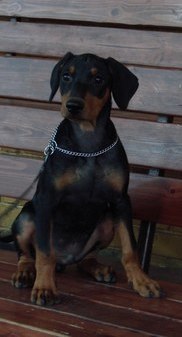 <span style="text-decoration: underline; font-style: italic; font-weight: bold;">25.9.2010</span>
Nationale Show in Samara (RUS)
Judge Permjakov (RUS)
Freyr Neit Van Helsing
Puppy class Very promissing 1, Best Puppy