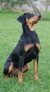 <span style="text-decoration: underline; font-style: italic; font-weight: bold;">23.10.2010</span>
Nationale Show in Kaliningrad (RUS)
Judge Ligita Zake (LV)
Freyr Neit Vanessa
Puppy class Very promissing 1, Best Puppy
