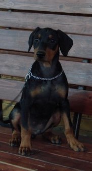 <span style="text-decoration: underline; font-style: italic; font-weight: bold;">25.9.2010</span>
Nationale Show in Samara (RUS)
Judge Lakatosh (RUS)
Freyr Neit Van Helsing
Puppy class Very promissing 1, Best Puppy