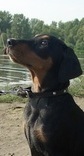 <span style="text-decoration: underline; font-style: italic; font-weight: bold;">12.12.2010</span>
Nationale Show in Samara (RUS)
Judge A. Filatova (RUS)
Freyr Neit Valencia
Puppy class Very promissing 1, Best Puppy