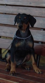 <span style="font-weight: bold; font-style: italic; text-decoration: underline;">13.6.2010</span>
Nationale Show in Toliatti (RUS)
Judge Oleg Vasil'ev (RUS)
Freyr Neit Van Helsing
Baby class Very promissing 1, Best Baby