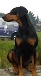 <span style="text-decoration: underline; font-style: italic; font-weight: bold;">13.6.2010</span>
Nationale Show in Kaliningrad (RUS)
Judge Krakovskaya (RUS)
Duffyco's Samara
Champion class Ex 1, CAC, BOB