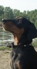 <span style="text-decoration: underline; font-style: italic; font-weight: bold;">12.12.2010</span>
Nationale Show in Samara (RUS)
Judge O. Janychev (RUS)
Freyr Neit Valencia
Puppy class Very promissing 1, Best Puppy