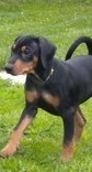 <span style="text-decoration: underline; font-style: italic; font-weight: bold;">24.7.2010</span>
Nationale Show in Kaliningrad (RUS)
Judge Dusan Paunovic(SRB)
Freyr Neit Vanessa
Baby class Very promissing 1, Best Baby