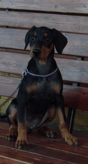 <span style="text-decoration: underline; font-style: italic; font-weight: bold;">24.7.2010</span>
Nationale Show in Samara (RUS)
Judge Ekaterina Bauzhes (RUS)
Freyr Neit Van Helsing
Baby class Very promissing 1, Best Baby